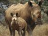 Africa Nature Animals (44)